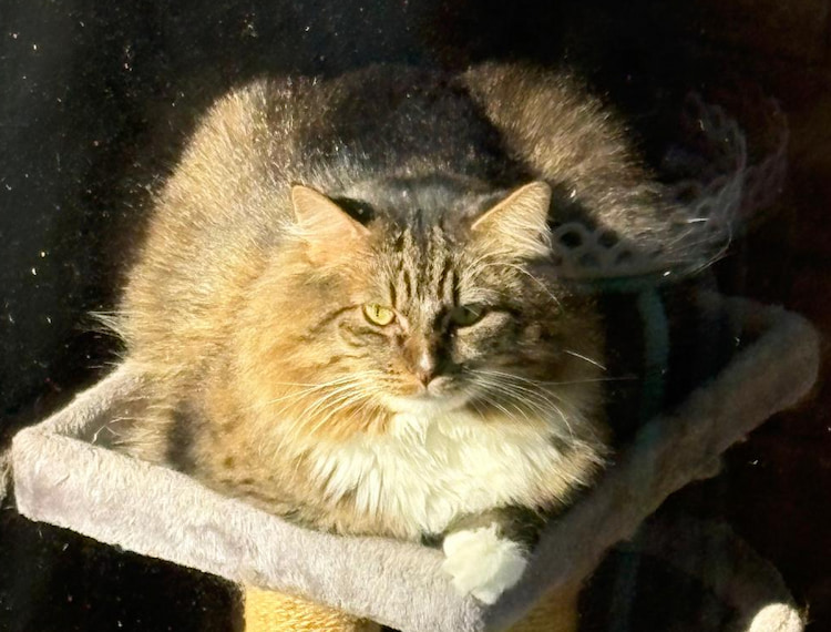 The cat in question